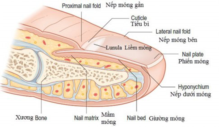 ĐIỂM GIẢI PHẨU – SINH SINH LÝ VỀ MÓNG - Bệnh viện Da liễu Trung ương Quy Hòa